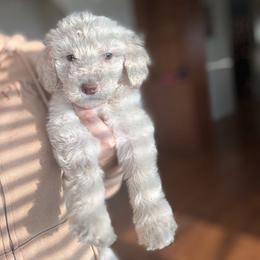 Almond Joy - Apricot female Goldendoodle puppy in Waterford, California from Alvdoodles