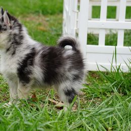 Pomsky, Rottweiler, Shetland Sheepdog, and Toy Shetland Sheepdog Puppies from Mountain High Kennels