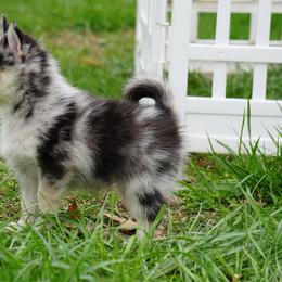 Pomsky, Rottweiler, Shetland Sheepdog, and Toy Shetland Sheepdog Puppies from Mountain High Kennels