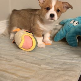 Jane - Red male Pembroke Welsh Corgi puppy in Snellville, Georgia from Laur's Classic Corgis