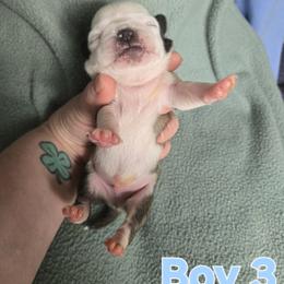 Boy 3 (Panda) - Cream male Pug puppy in Auburn, Kentucky from Prentice Family Pugs