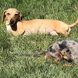Dachshunds from Harrington Dachshunds