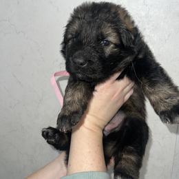 Rhae  pink collar - Sable female German Shepherd puppy in Winterport, Maine from Vom Stevens Old Fashioned German Shepherds