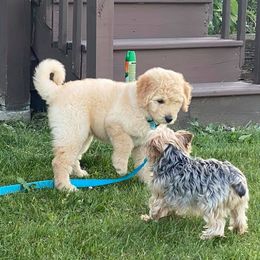 Labradoodle Puppies from Burgener Run Labradoodles