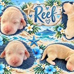 Reef - Cream male Dachshund puppy in High Hill, Missouri from High Hill Hounds