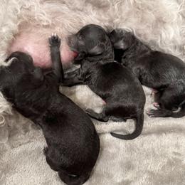 Bedlington Terrier Puppies from Little Starz Bedlington