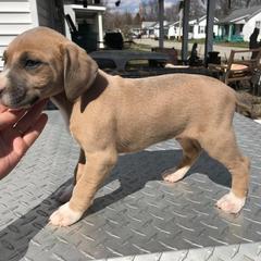 Mountain Cur Puppies from Walnut Ridge Mountain Curs
