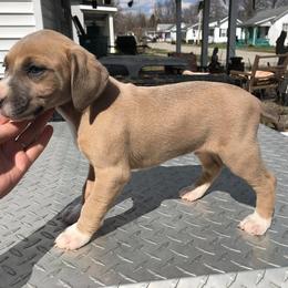 Mountain Cur Puppies from Walnut Ridge Mountain Curs