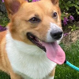 Pembroke Welsh Corgis from Sunshine Corgis