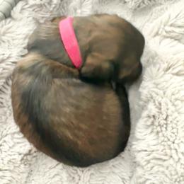 Girl Hot Pink - Wild boar and cream female Dachshund puppy in Modesto, California from Lil Doxie Era