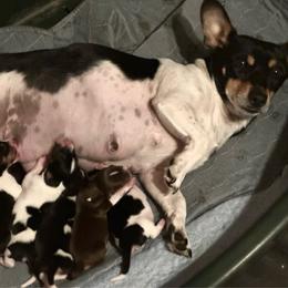 Male 1 - White and black male Teddy Roosevelt Terrier puppy in Cumming, Georgia from Barnett’s Rambling Terriers