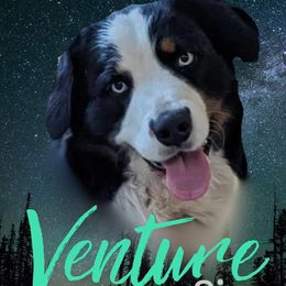 Venture - Australian Shepherd