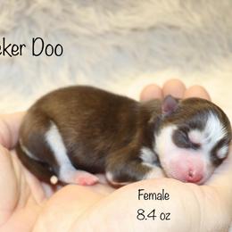 Snicker Doo - Chocolate female Pomsky puppy in Denham Springs, Louisiana from Bayouland Pomskies