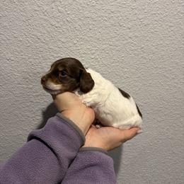 Dachshund and Doberman Pinscher Puppies from Texas Mini Dachshunds & Dobermans