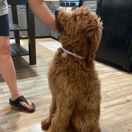 Finley - Goldendoodle