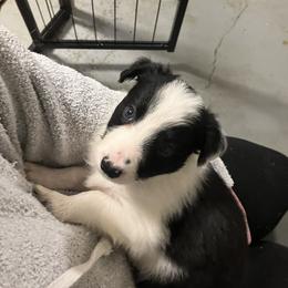 Border Collie Puppies from Spotted Feather Farm