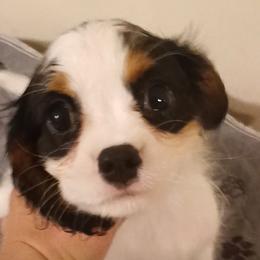 Boy 3 - Tri-color male Cavalier King Charles Spaniel puppy in East Providence, Rhode Island from Marta's Cavaliers