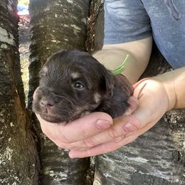 Green collar - Liver female Miniature Schnauzer puppy in Tacoma, Washington from AKC Nordwest Schnauzers