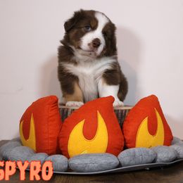 Australian Shepherd Puppies from Starlit Grove Australian Shepherds
