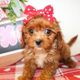 Rose - Red female Cavapoo puppy in Rattan, Oklahoma from Double M Cocker Spaniels
