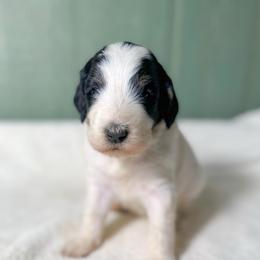 Antony - Black and white male Bernedoodle puppy in Osage City, Kansas from Golden Ridge Goldens