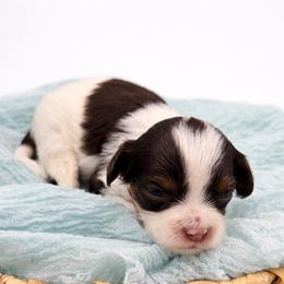 Nutmeg - Chocolate female Cavapoo puppy in Beech Island, South Carolina from New Moon Farm Canines