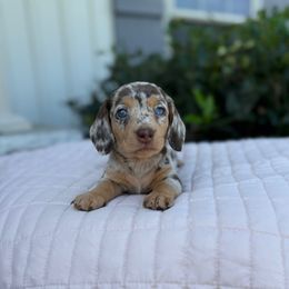 Marigold - Dapple female Dachshund puppy in Lebanon, Tennessee from Thomas Homestead and Rabbitry