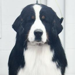 Moose - Bernese Mountain Dog