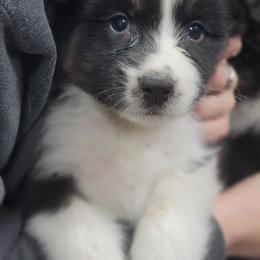 Phoenix - Black tri-color female Australian Shepherd puppy in Trout Run, Pennsylvania from Rose Valley Aussies
