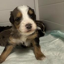 Boy 5 - Merle male Bernedoodle puppy in Perryville, Maryland from Heavenly Heritage Dachshunds and Doods