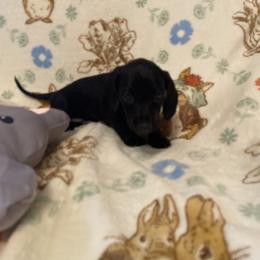 Oliver - Black male Dachshund puppy in Springfield, Tennessee from Savannah’s Doxie Palace