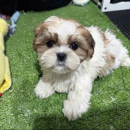 Quai - Tricolor male Shih Tzu puppy in Bourne, Massachusetts from Shih Tzu Pups