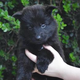 Yellow Collar black female - Black female German Shepherd puppy in Marianna, Florida from Haus M Godwin