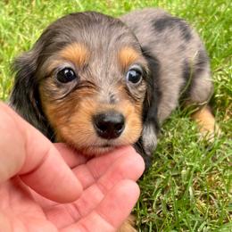 Bluey - Dapple male Dachshund puppy in Whitesboro, Texas from Whitesboro Dachshund