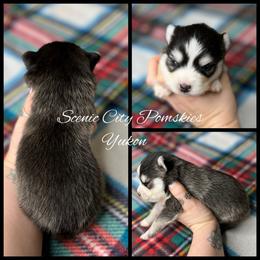 Yukon - Gray and white male Pomsky puppy in Rossville, Georgia from Scenic City Pomskies