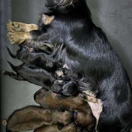Dachshund and French Bulldog Puppies from FOSTERS FRENCHIES and DACHSHUNDS