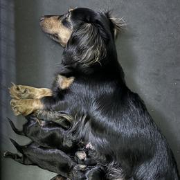 Dachshund and French Bulldog Puppies from FOSTERS FRENCHIES and DACHSHUNDS