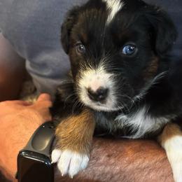 Violet - Black tri-color female Australian Shepherd puppy in La Porte City, Iowa from KDL Homestead
