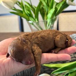 Ginger - Red  female Poodle puppy in Atlanta, Georgia from Sprinkle Me Puppy