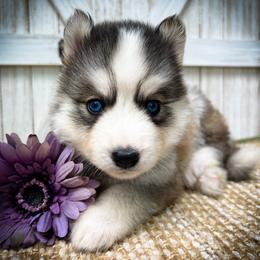 Ann - Sable and white female Siberian Husky puppy in Union Grove, Alabama from Southern Siberian Life