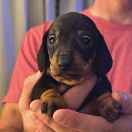 Raven - Black and tan male Dachshund puppy in Richmond, Kentucky from Cemcade Dachshunds