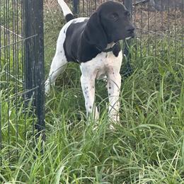 Black - Black and white male German Shorthaired Pointer puppy in Newton Grove, North Carolina from Wayalife Labradors & Gsp’s