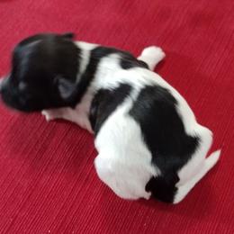 Rocky - Black and white male Havanese puppy in Cleveland, Texas from 7th Heaven Havanese of Texas