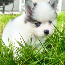 Pomsky Puppies from BittyPomsky
