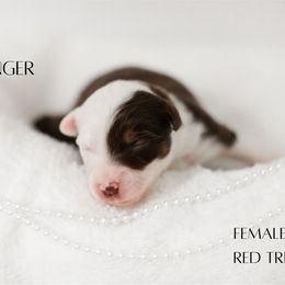 Miniature Australian Shepherd Puppies from Kari's Mini Aussies