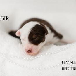 Miniature Australian Shepherd Puppies from Kari's Mini Aussies