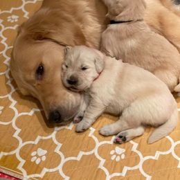 Golden Retriever Puppies from EP's Golden Retrievers