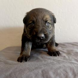 Pink - Sable female German Shepherd puppy in Buckeue, Arizona from Légende Vivante Du Chief Kennel