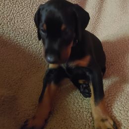 Doberman Pinscher Puppies from Vondalyn Dobermans
