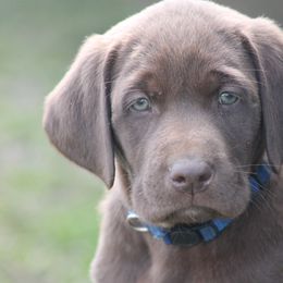 Labrador Retriever Puppies from Triple Creek Kennel